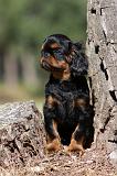 KING CHARLES SPANIEL 150